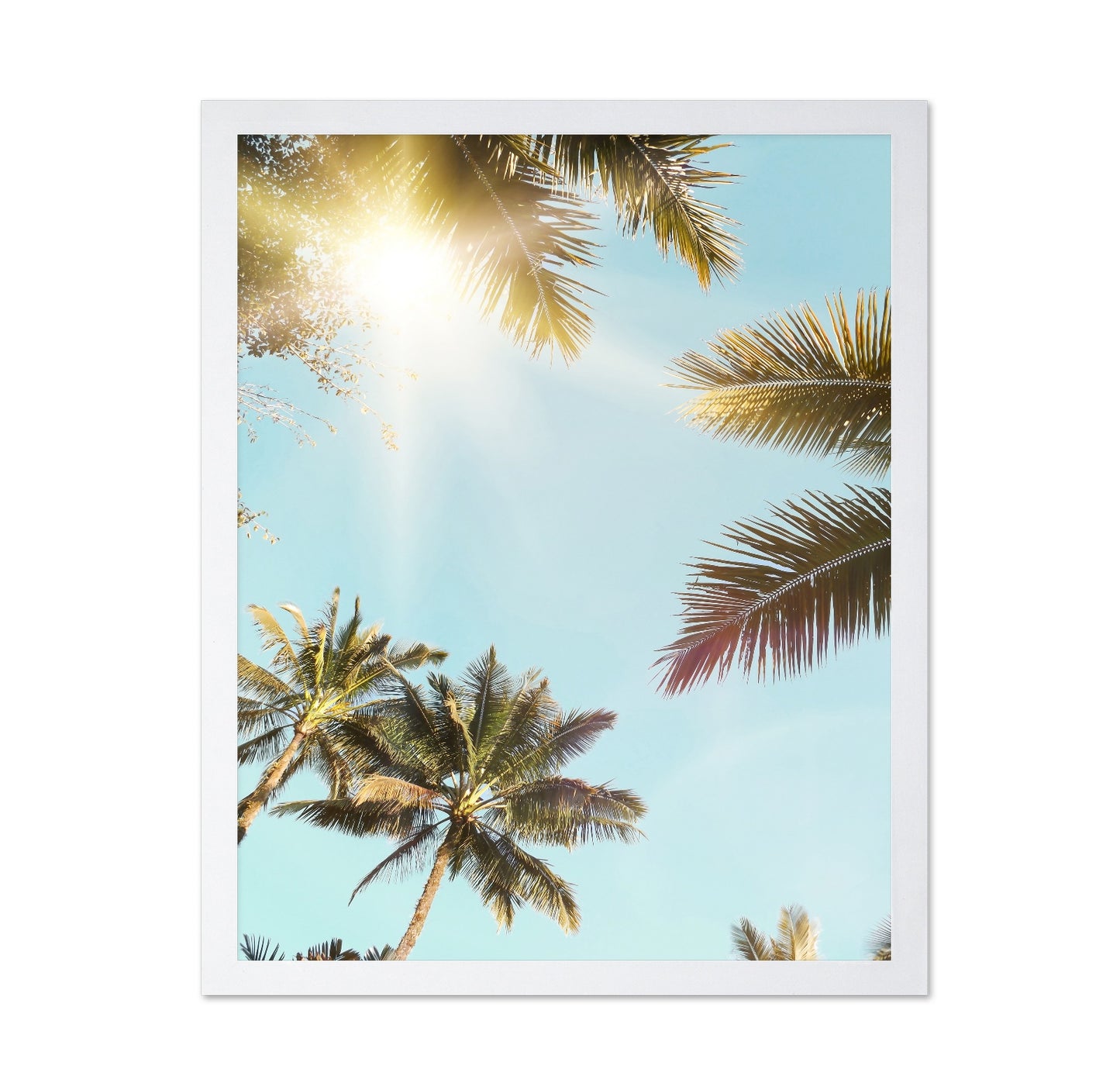 Sun Rays