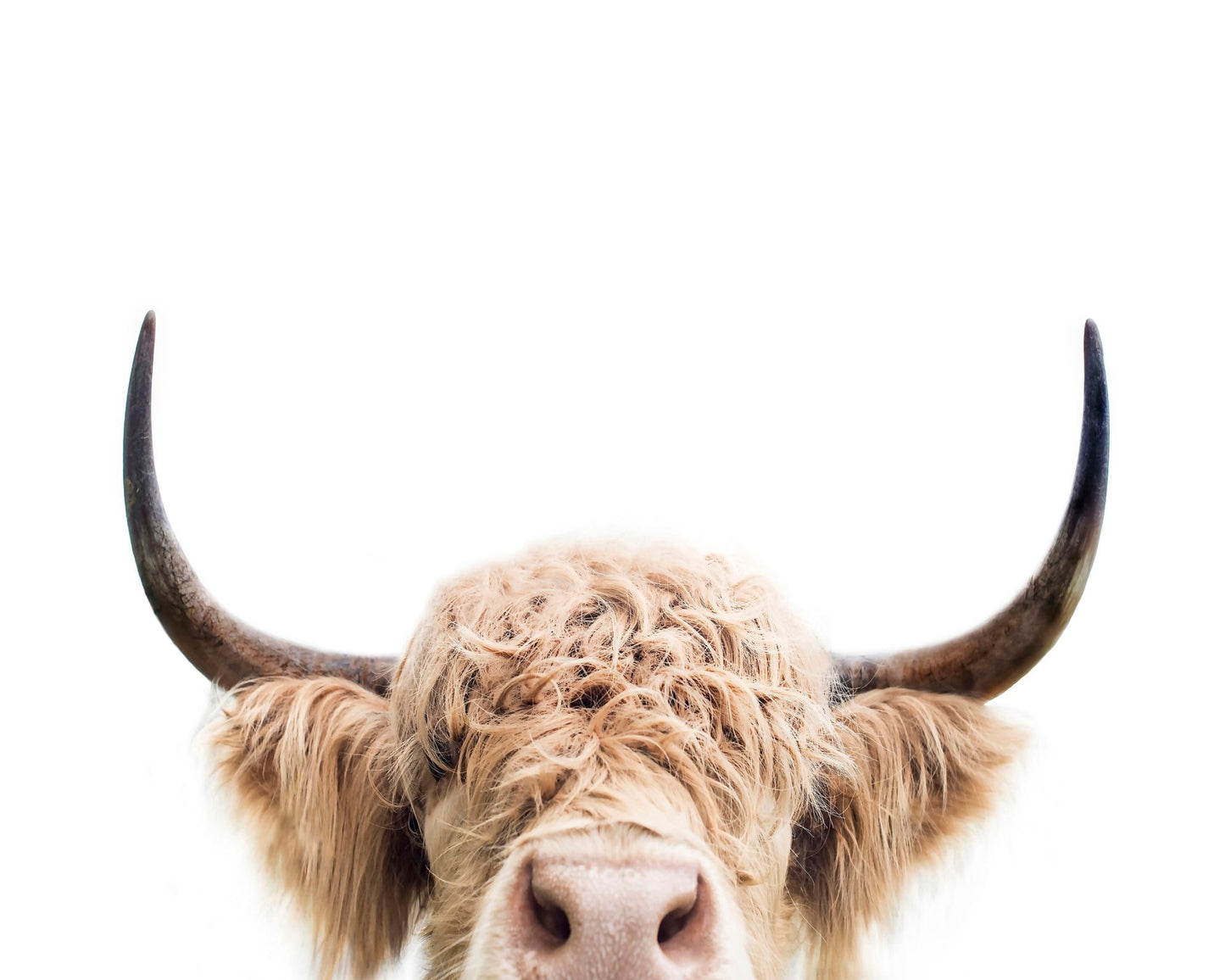 Cuddly Highland Cattle