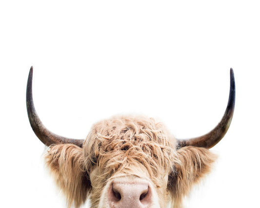 Cuddly Highland Cattle
