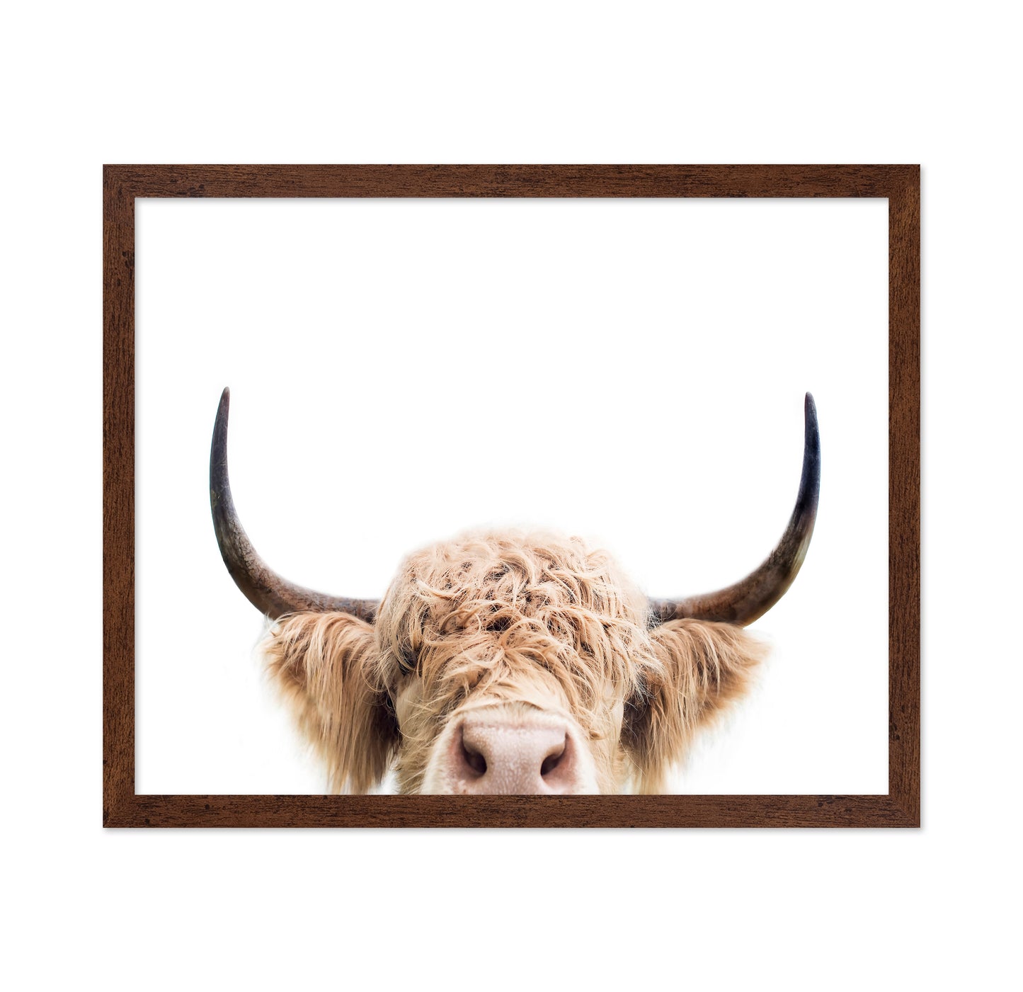 Cuddly Highland Cattle