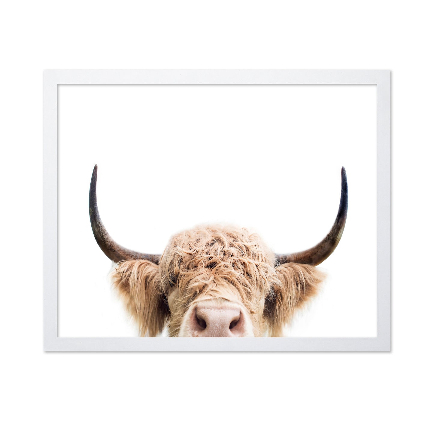 Cuddly Highland Cattle