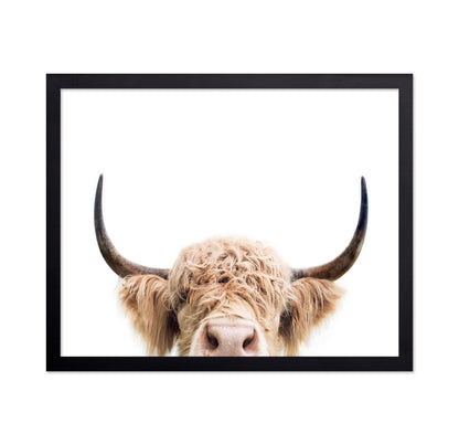 Cuddly Highland Cattle