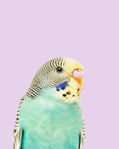 Badgie