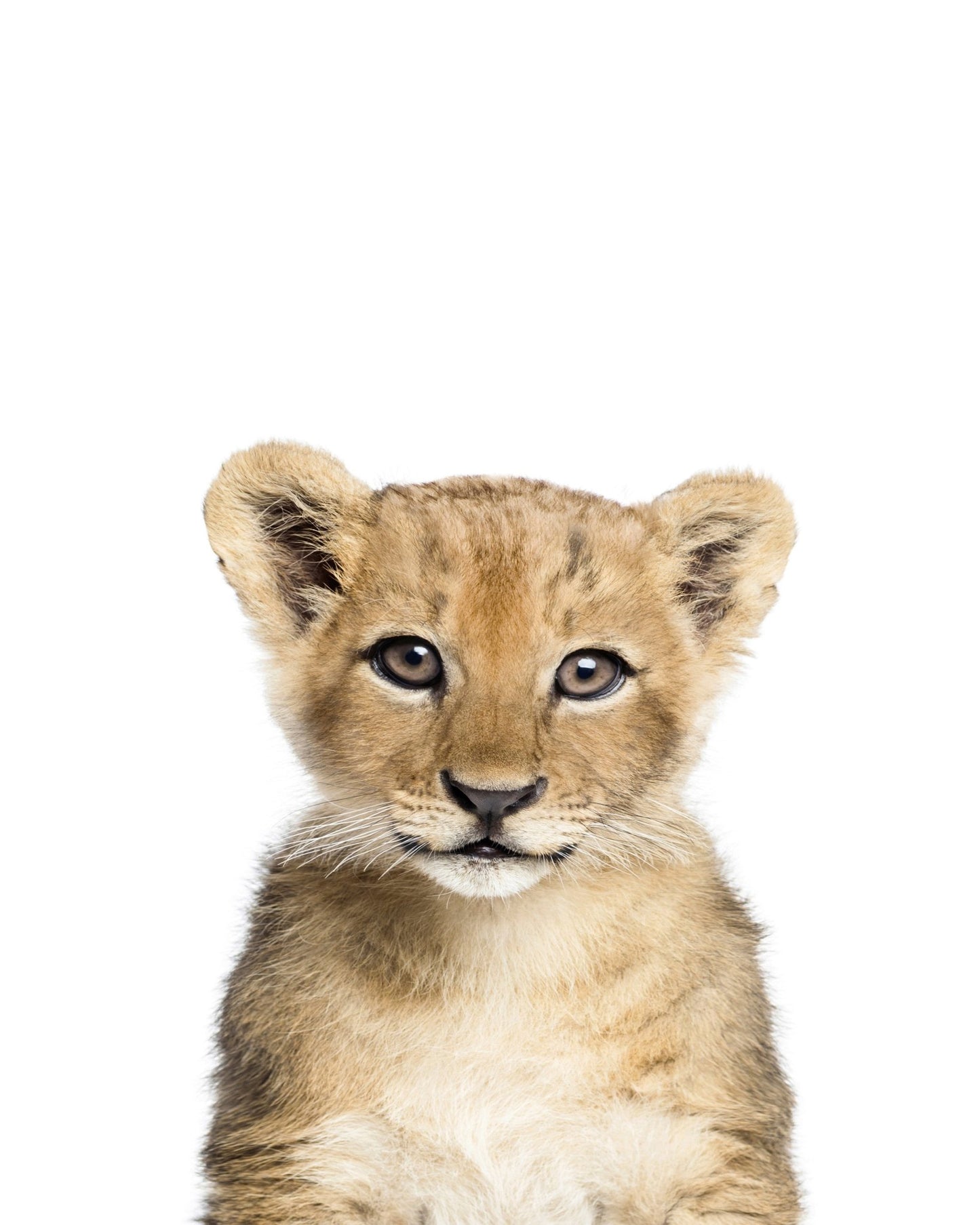 Baby Lion