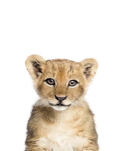 Baby Lion