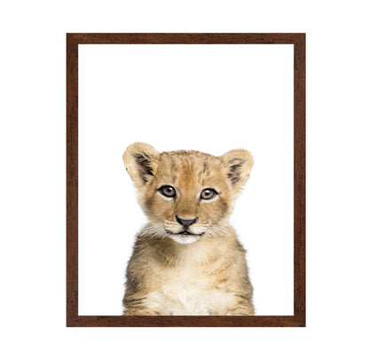 Baby Lion