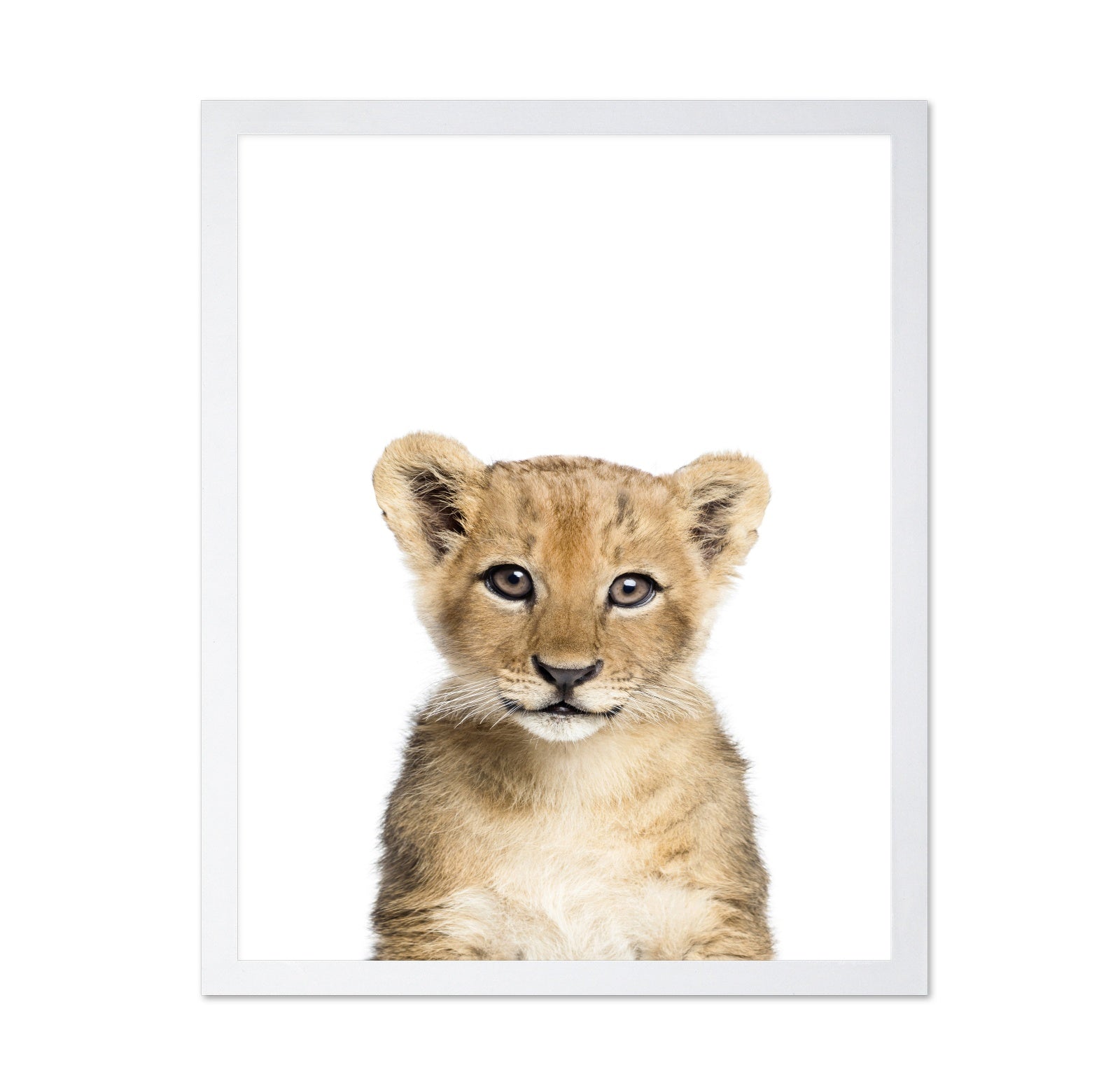 Baby Lion
