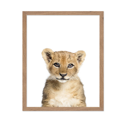 Baby Lion