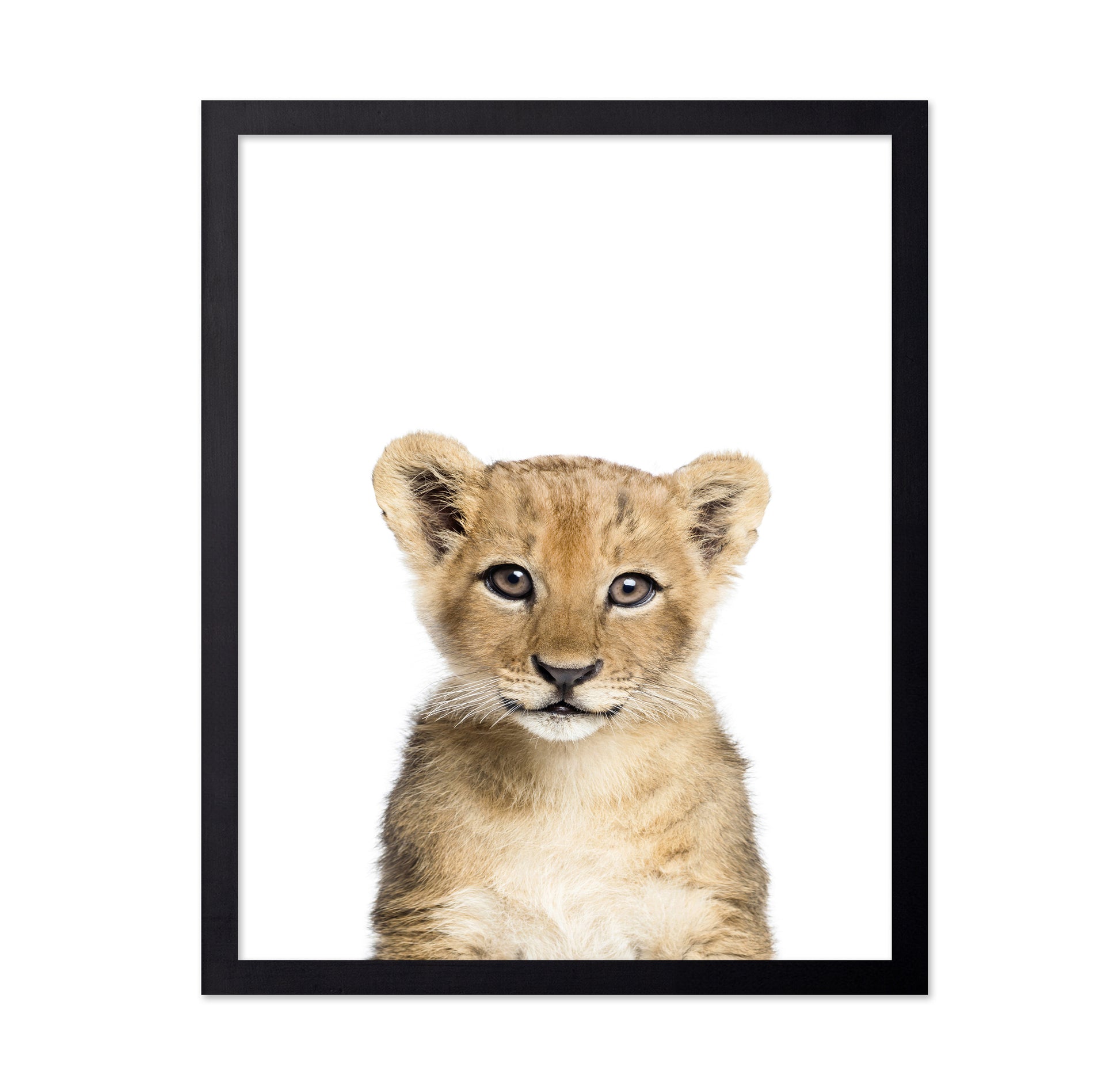 Baby Lion