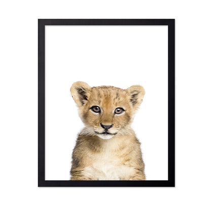 Baby Lion