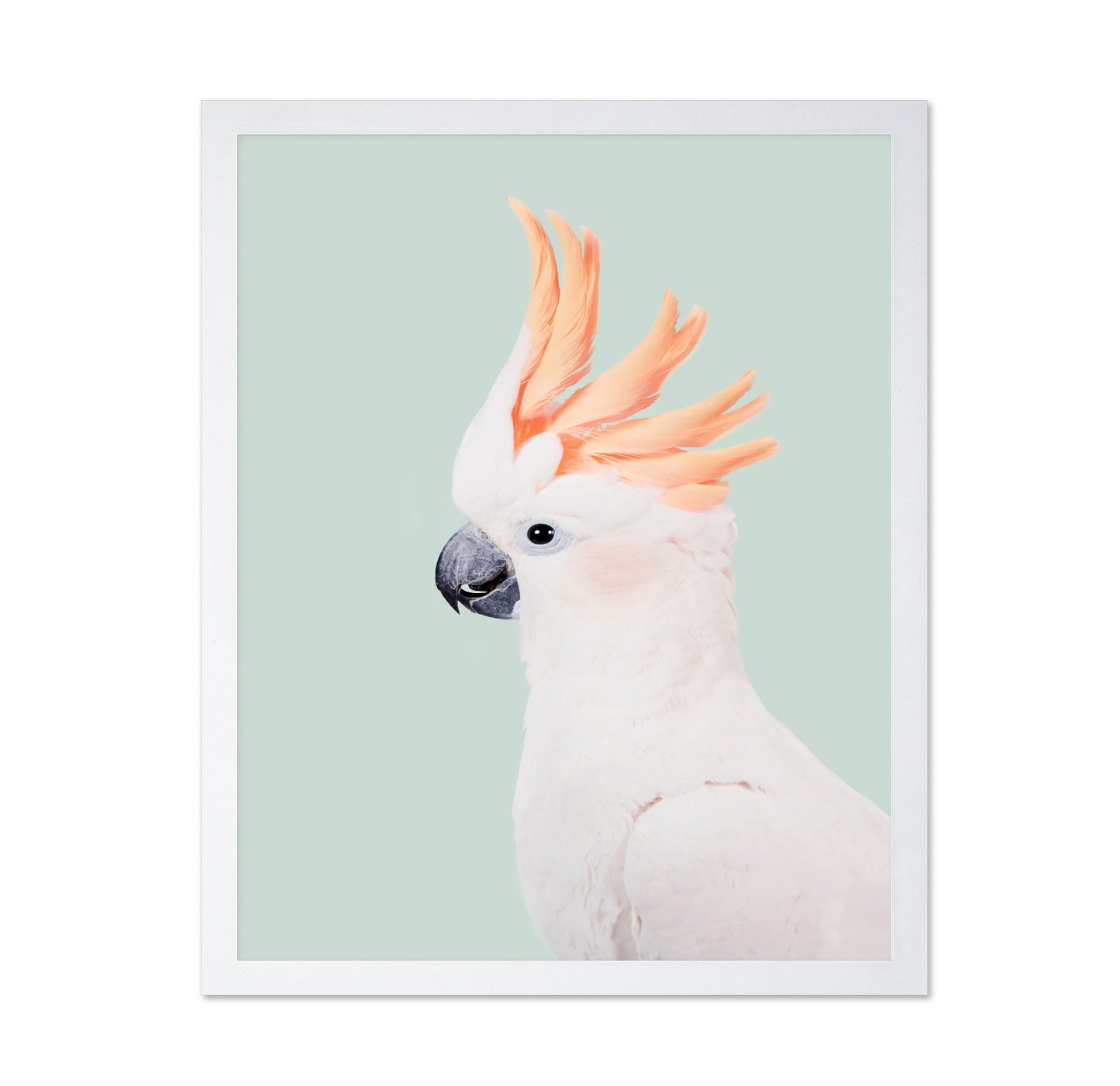 Cockatoo