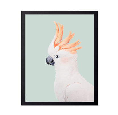 Cockatoo