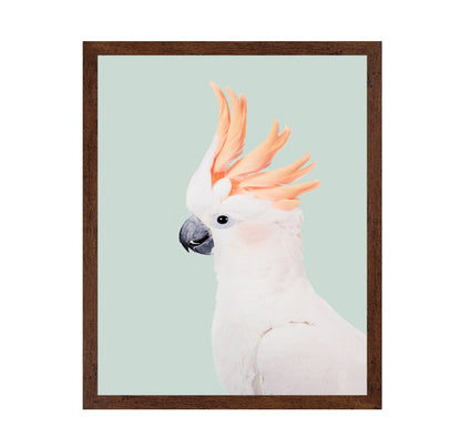 Cockatoo