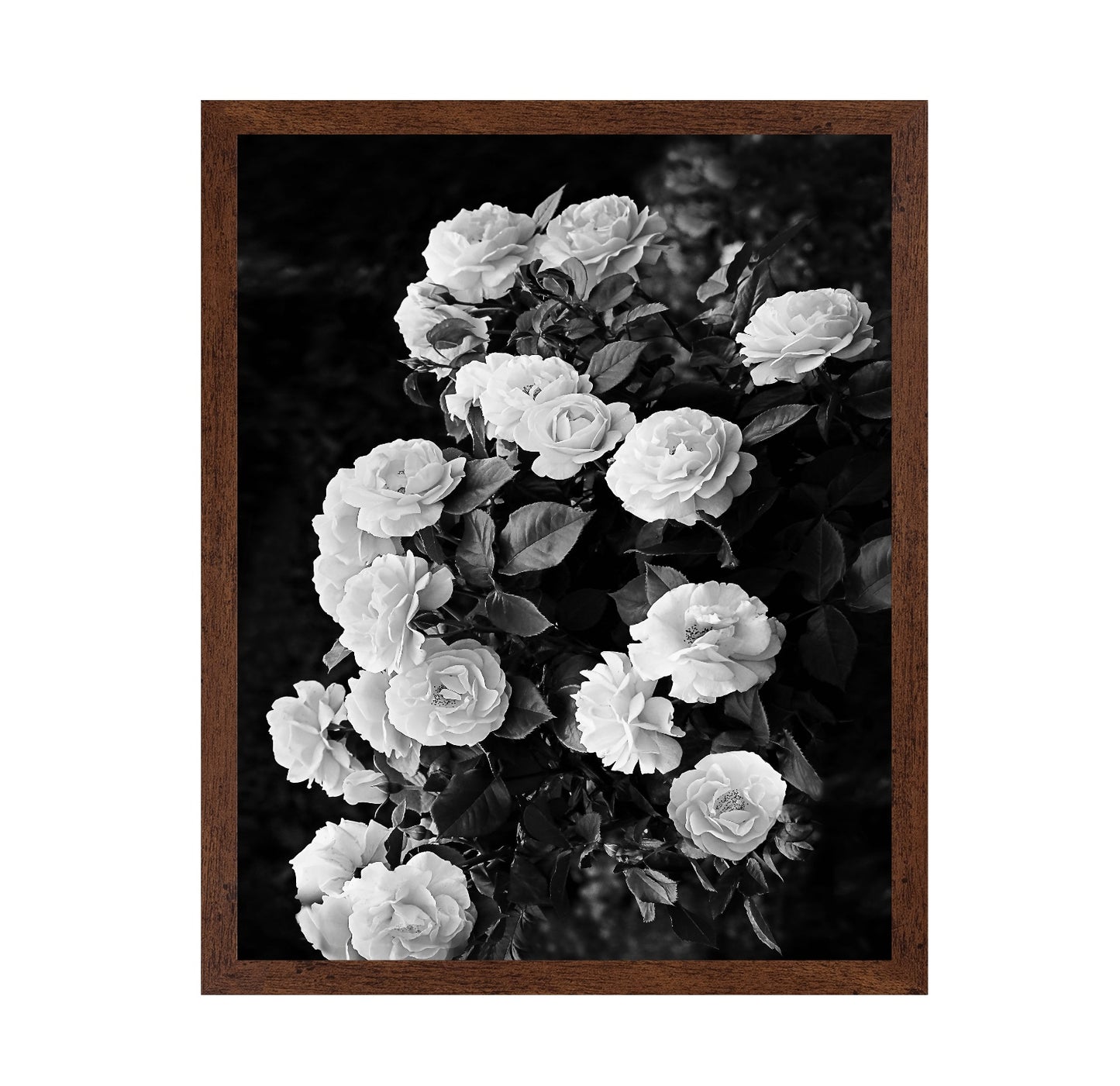 Rose Bush