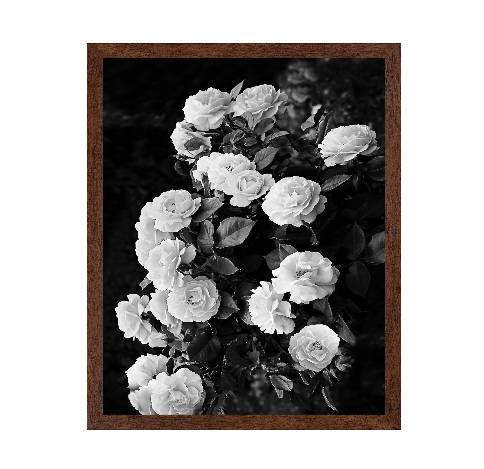 Rose Bush