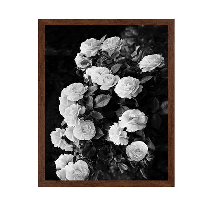 Rose Bush