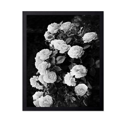 Rose Bush