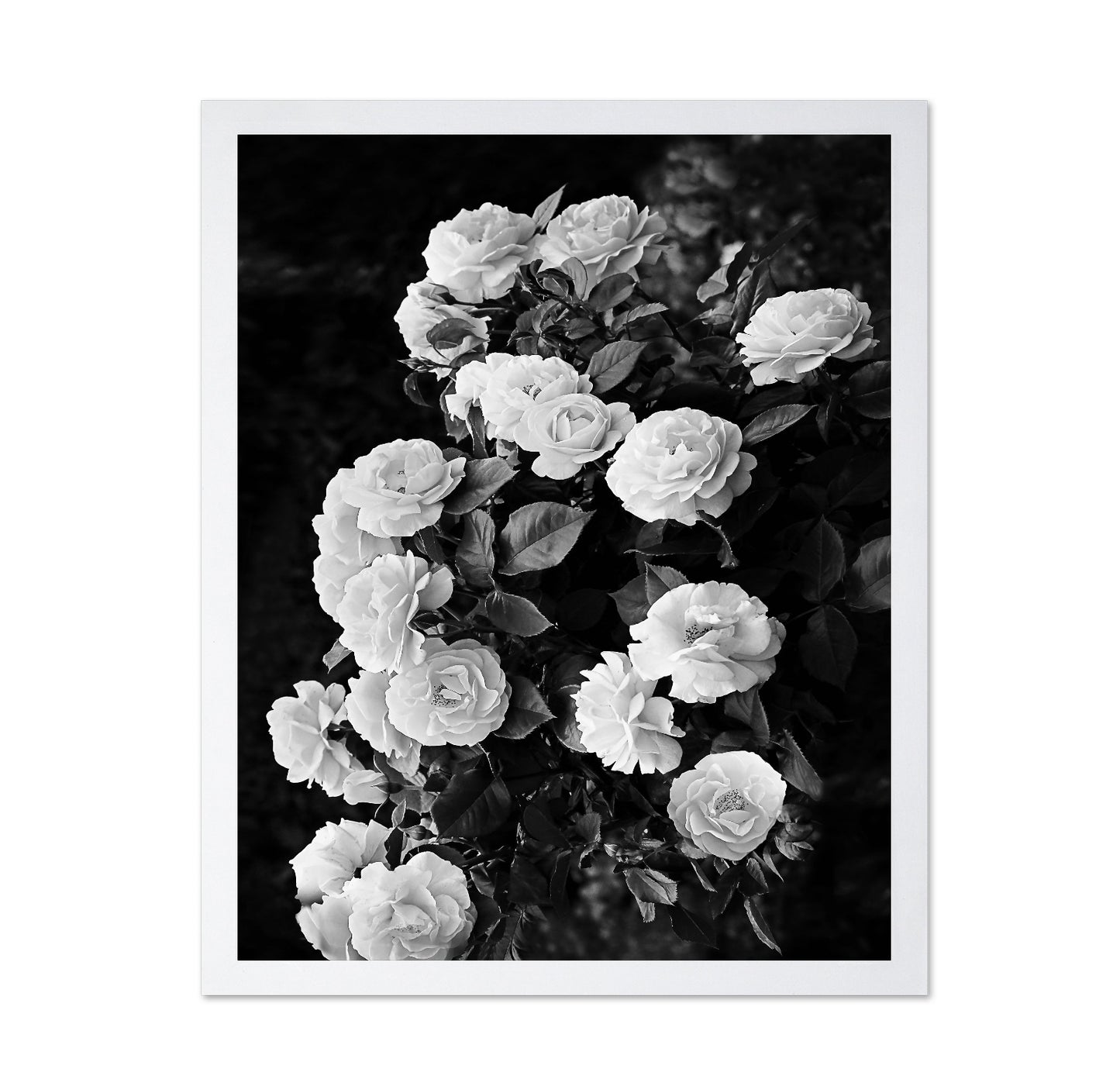 Rose Bush