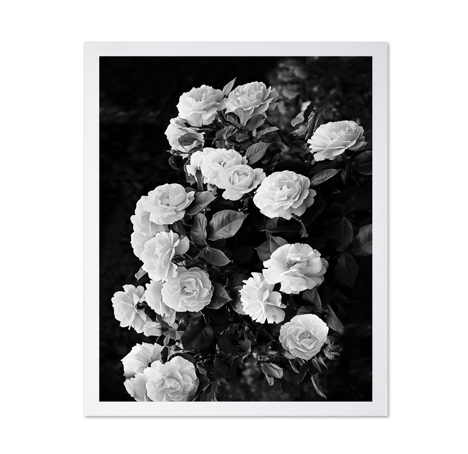 Rose Bush