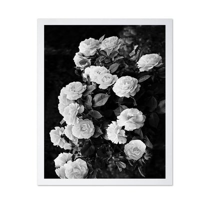Rose Bush