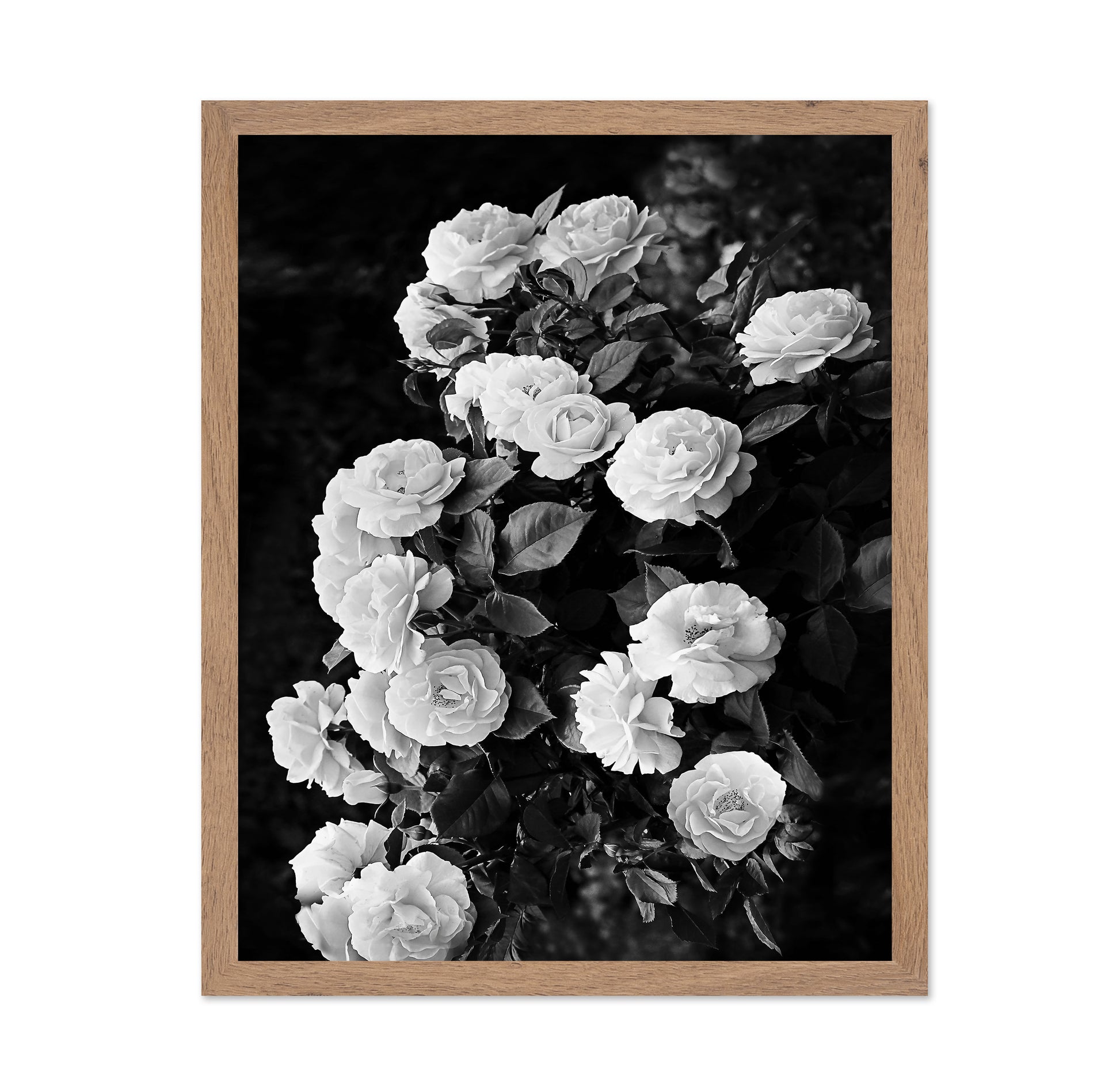 Rose Bush
