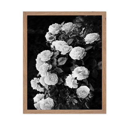 Rose Bush