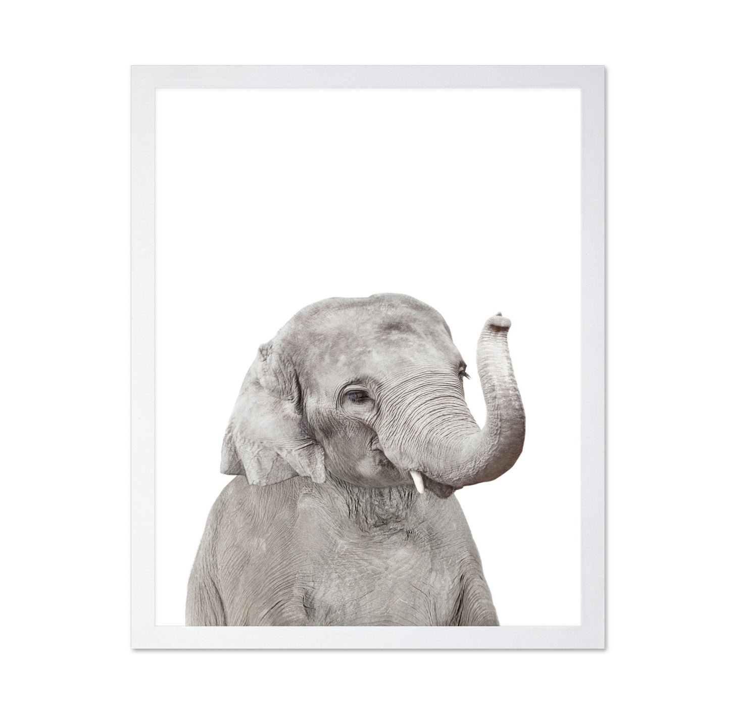 Baby Elephant