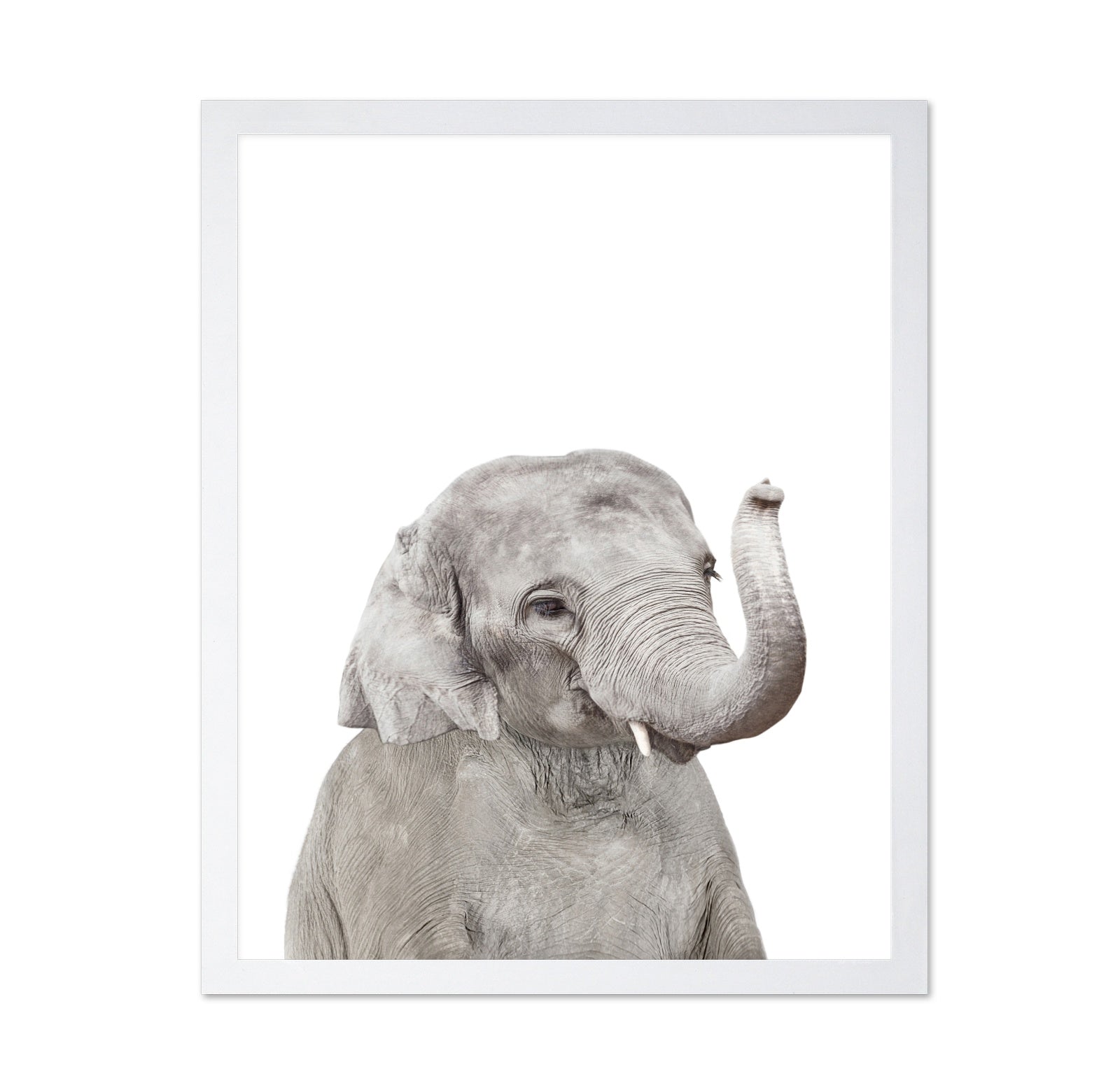 Baby Elephant