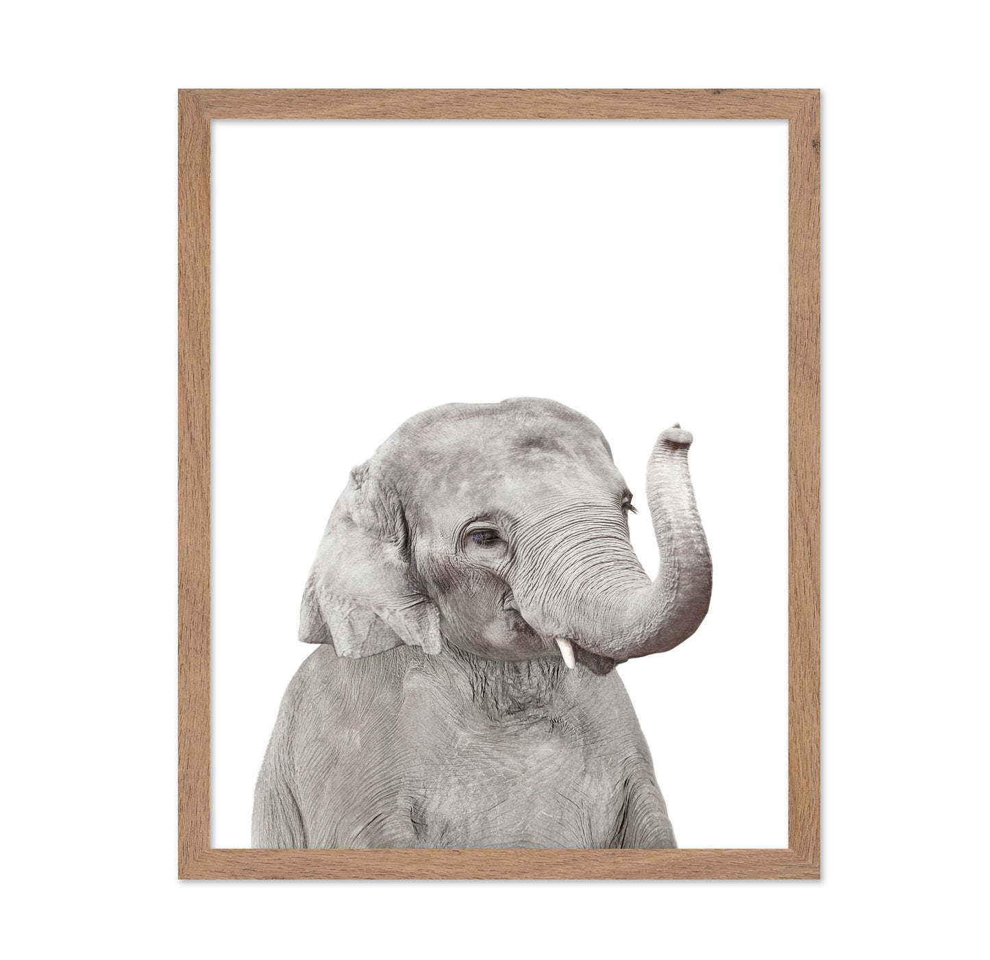 Baby Elephant