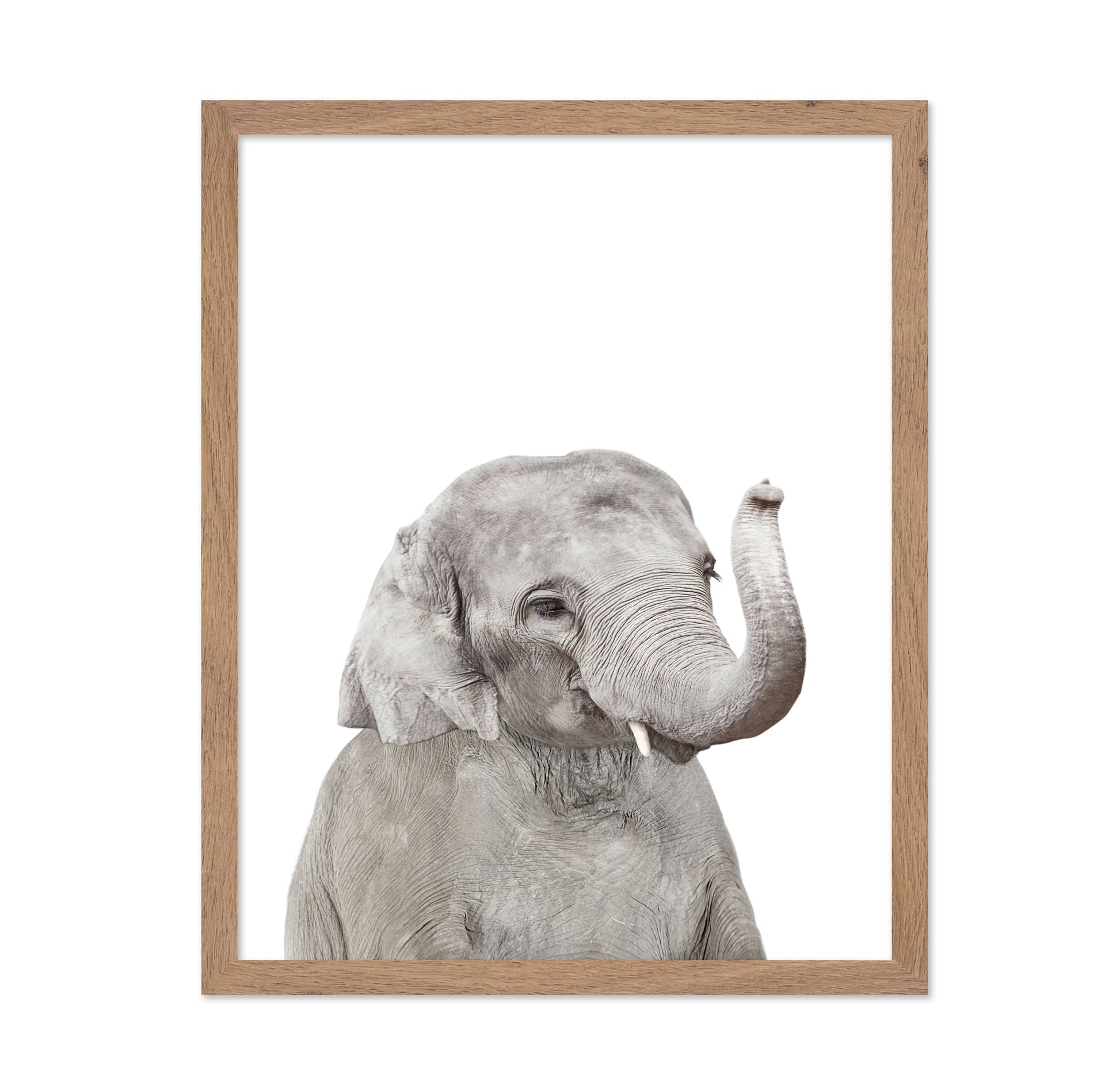 Baby Elephant