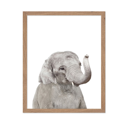 Baby Elephant
