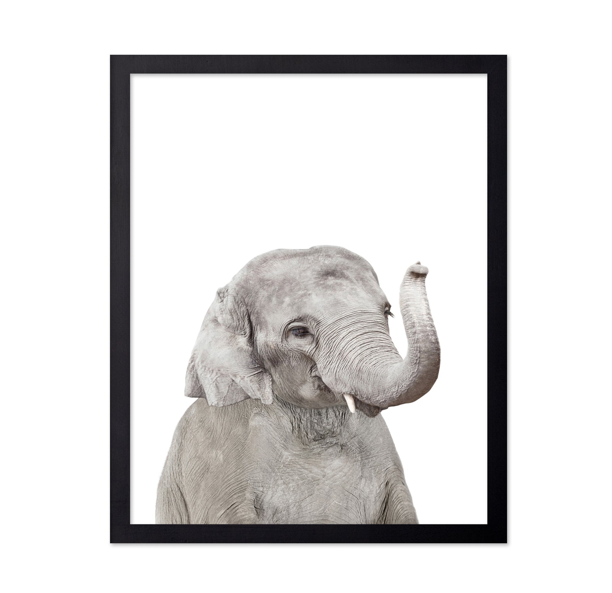 Baby Elephant