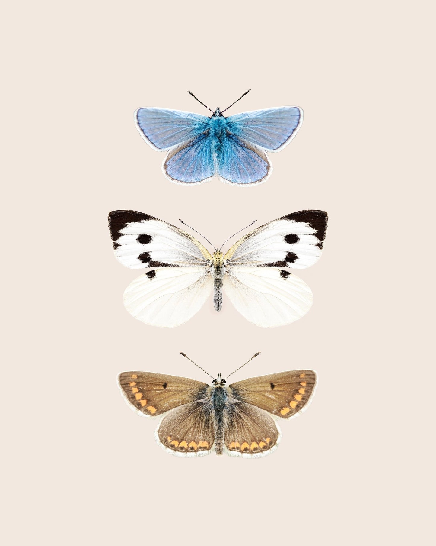 English Butterlies