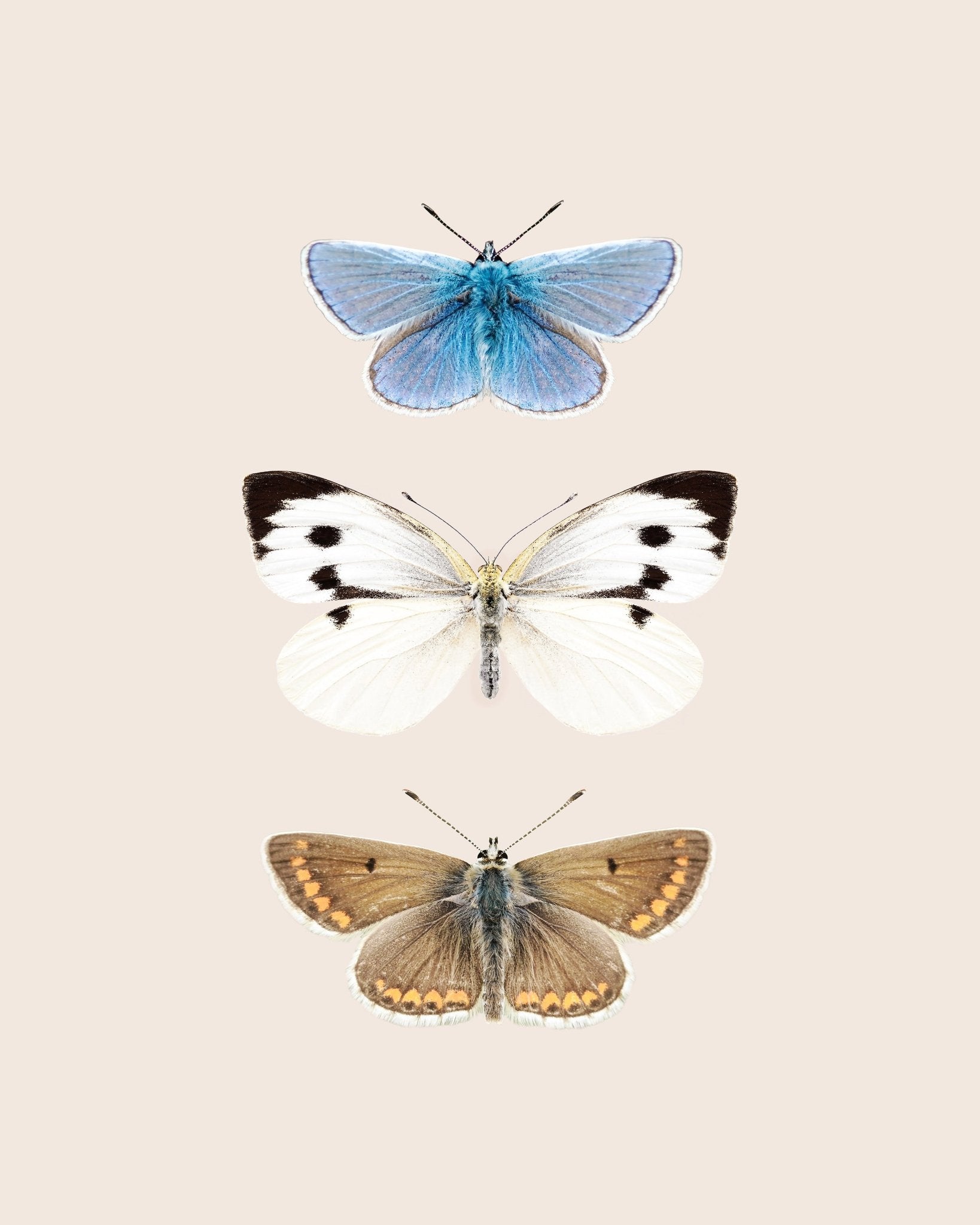 English Butterlies