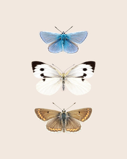 English Butterlies
