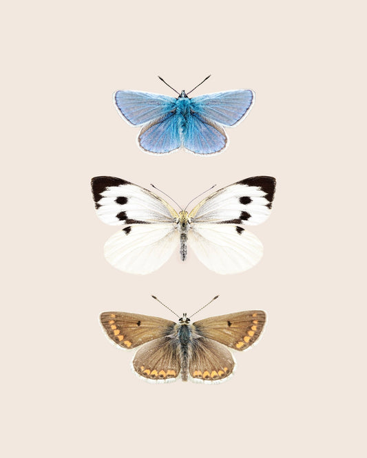 English Butterlies