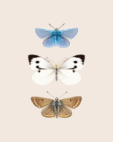 English Butterlies