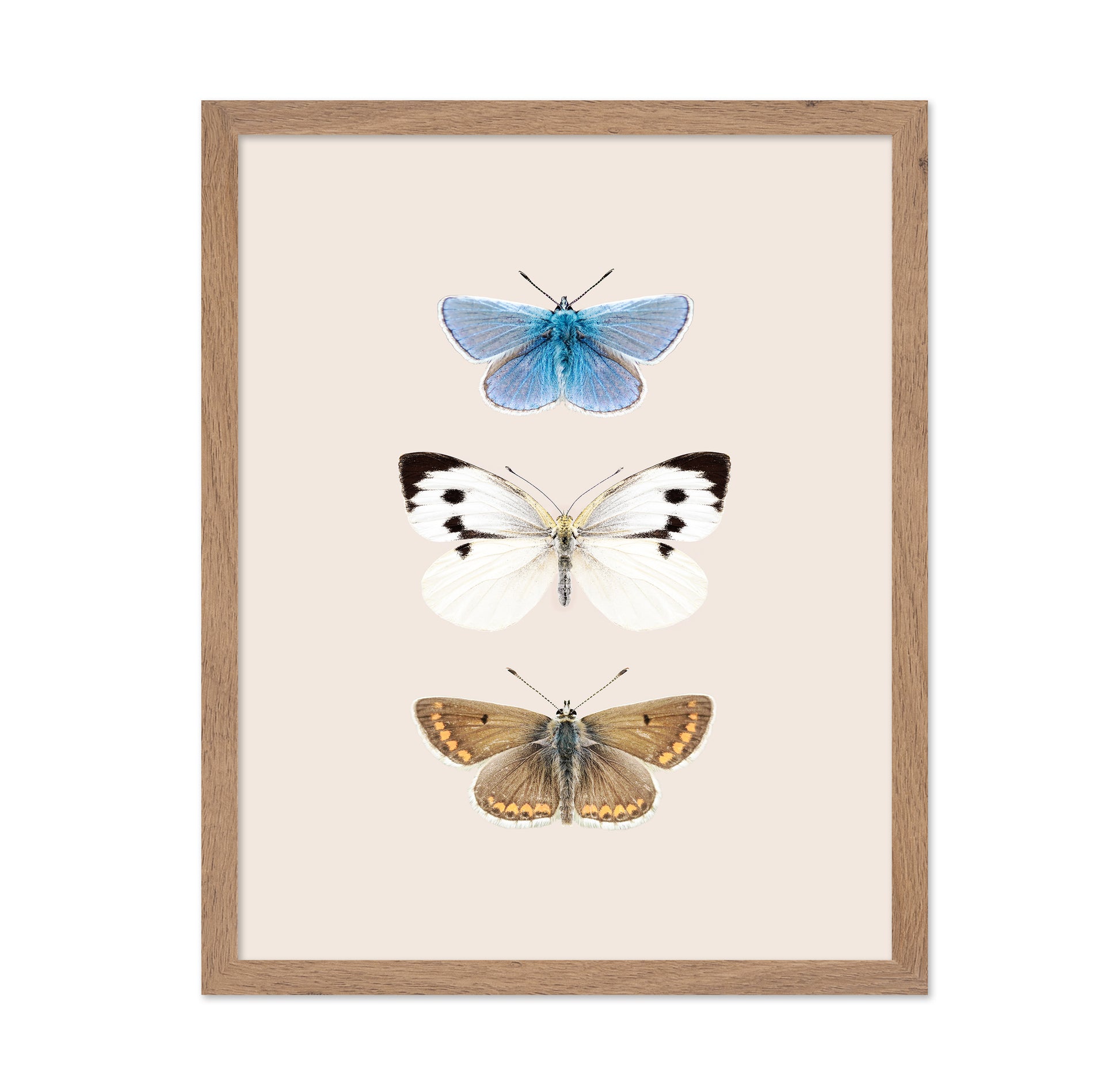 English Butterlies