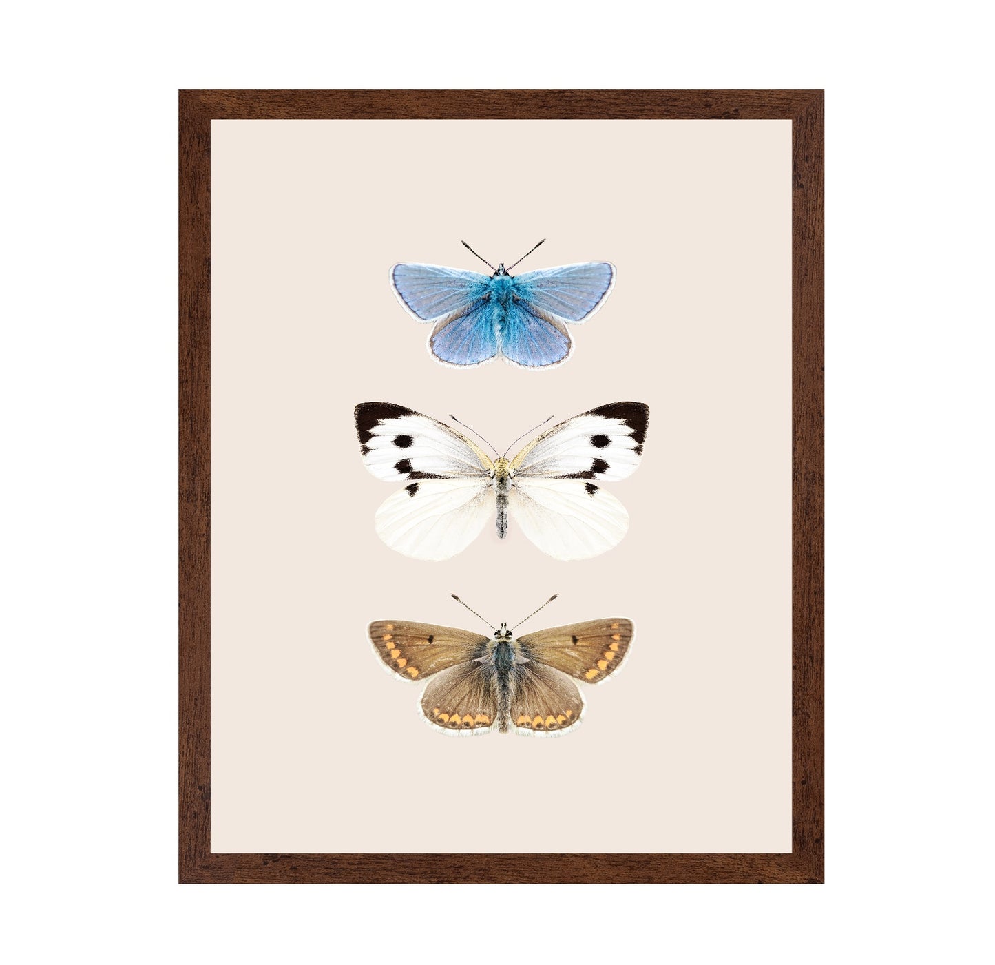 English Butterlies