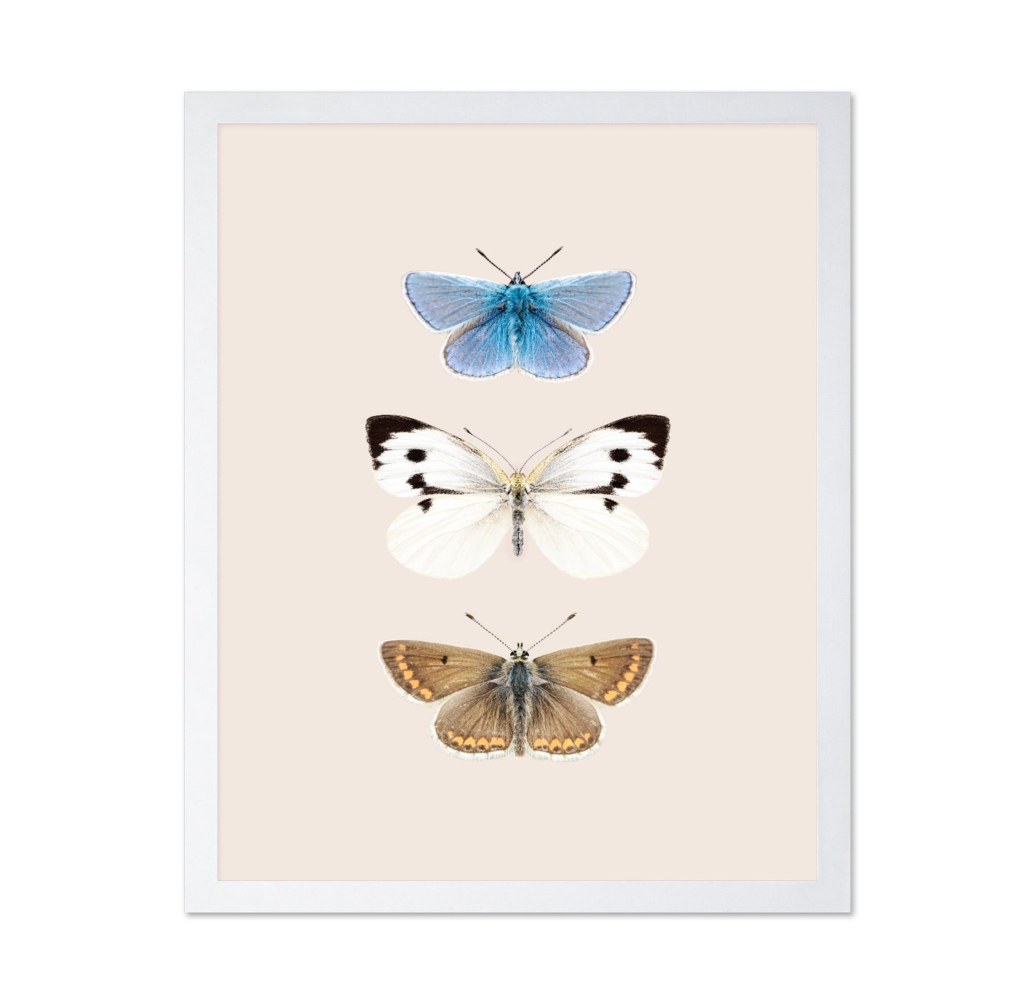 English Butterlies