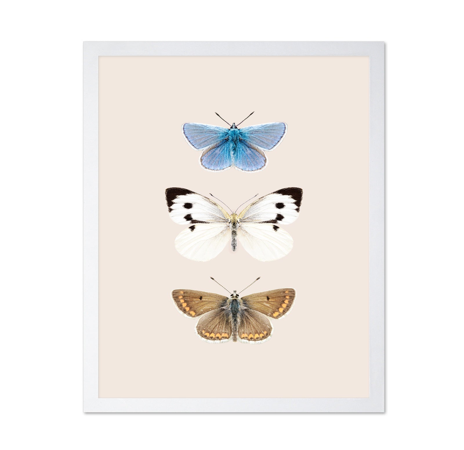 English Butterlies