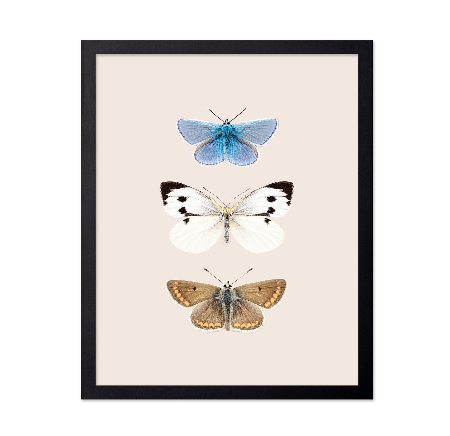 English Butterlies