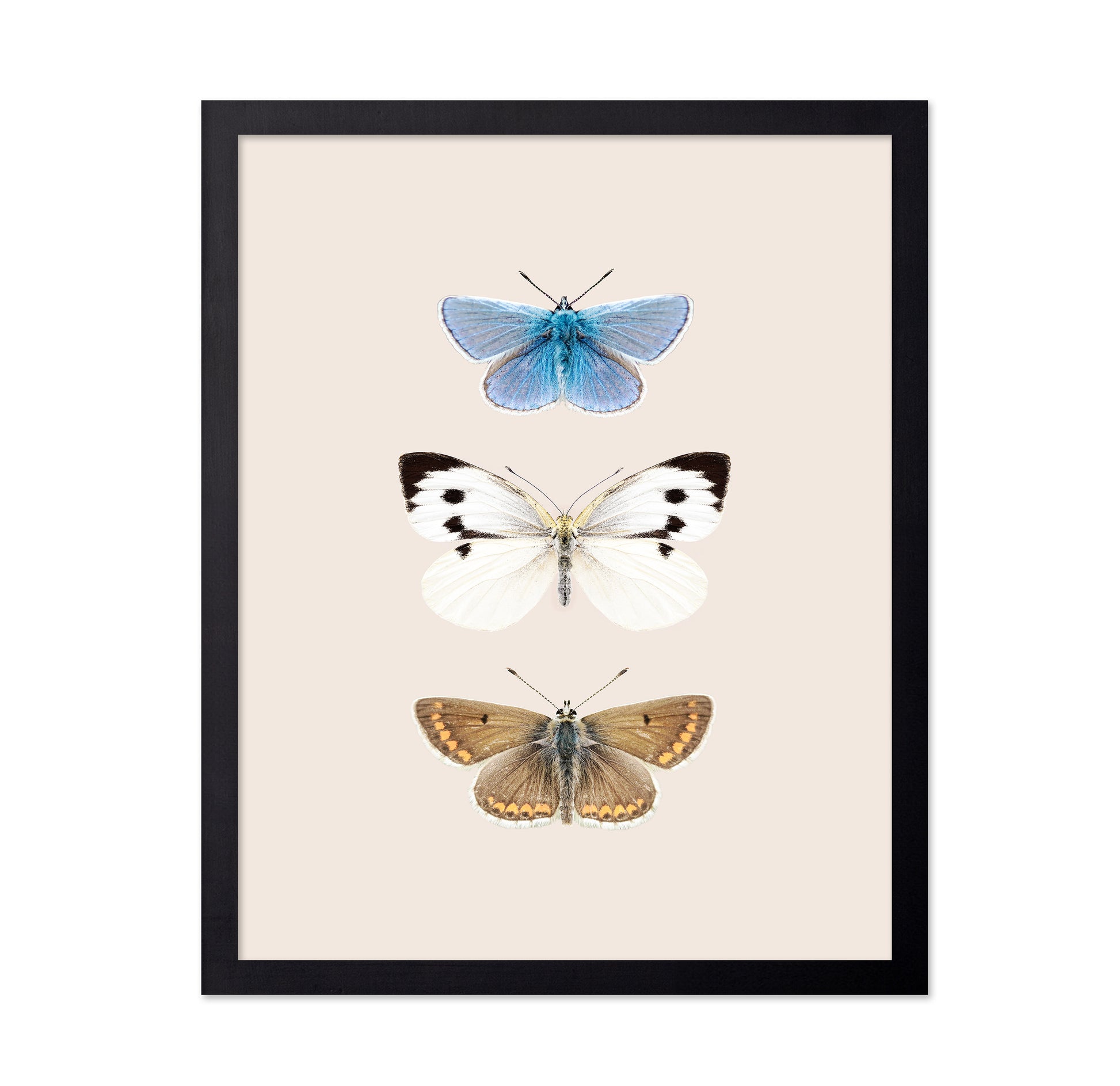 English Butterlies