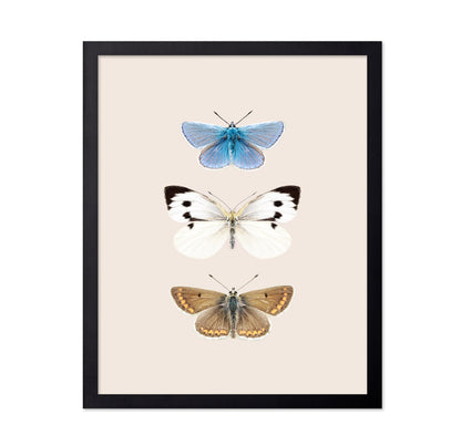 English Butterlies