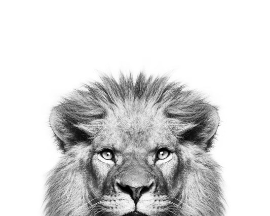 Peeking Lion