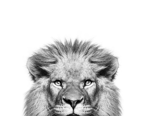 Peeking Lion