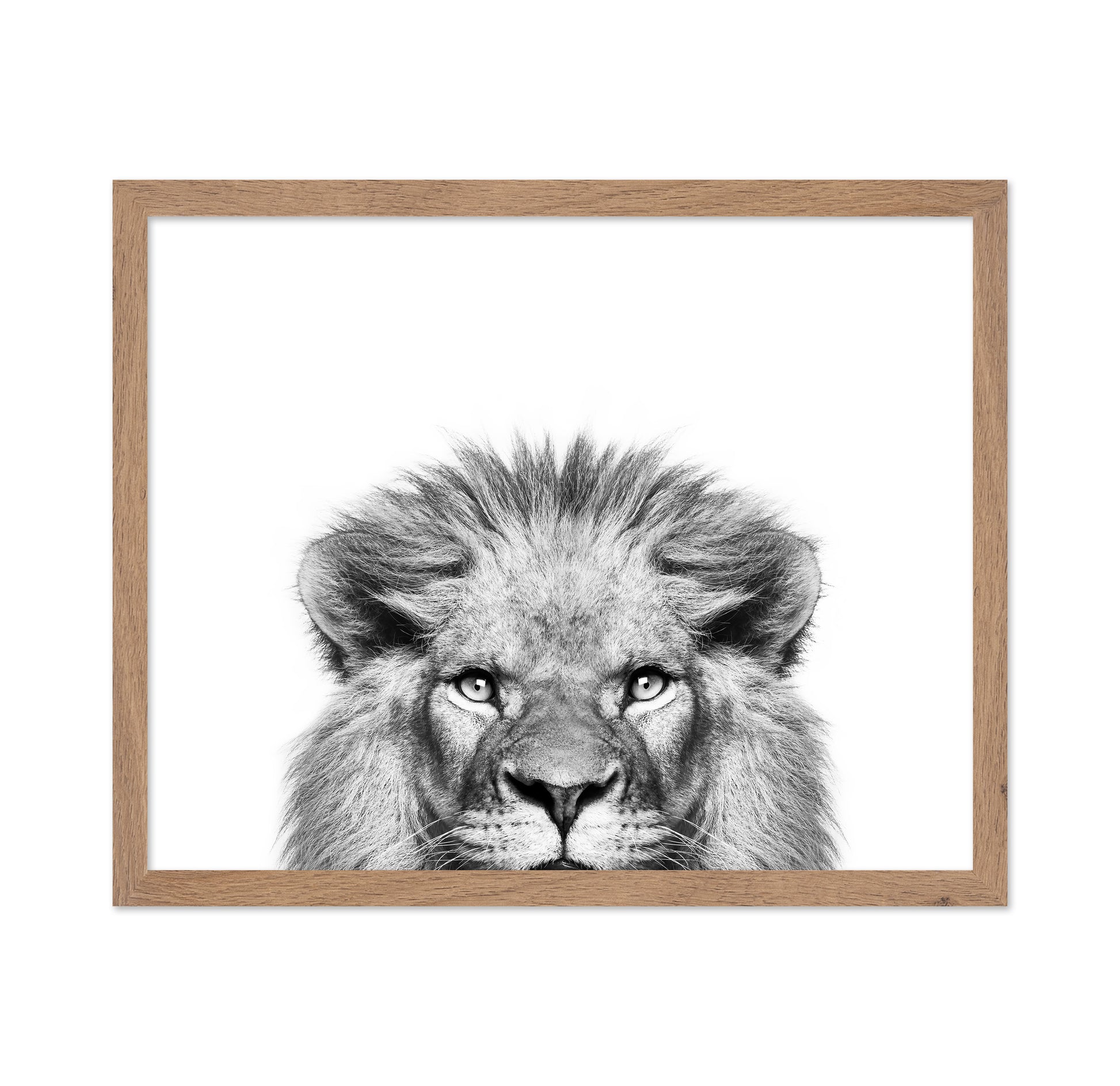 Peeking Lion