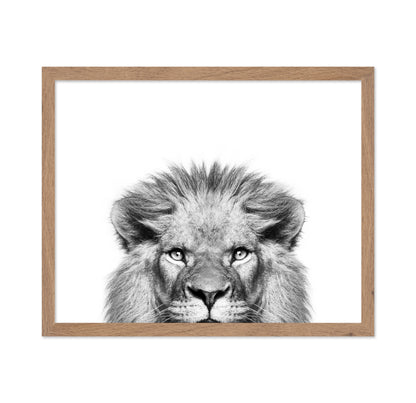Peeking Lion