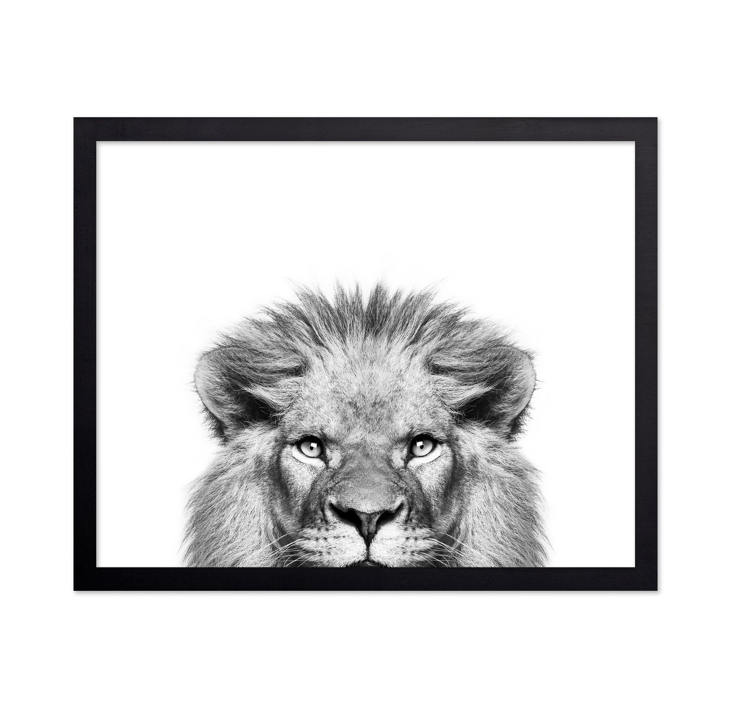 Peeking Lion