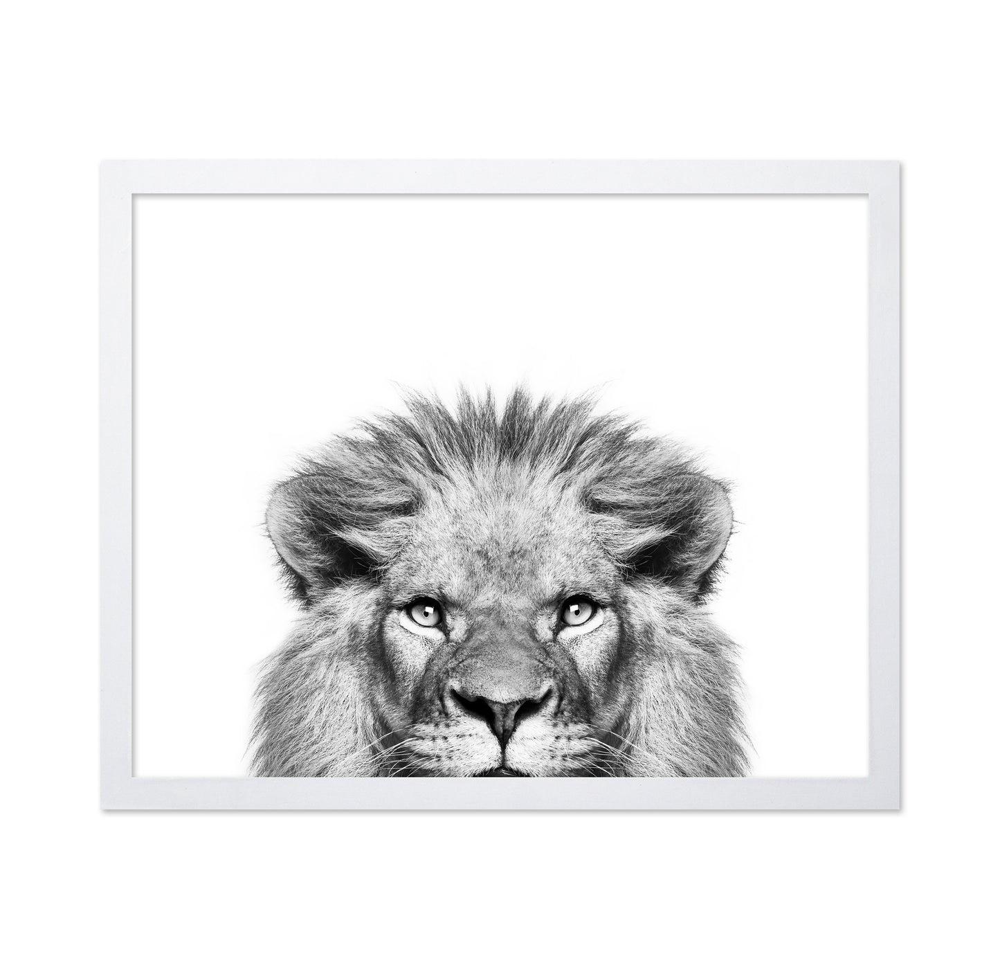 Peeking Lion